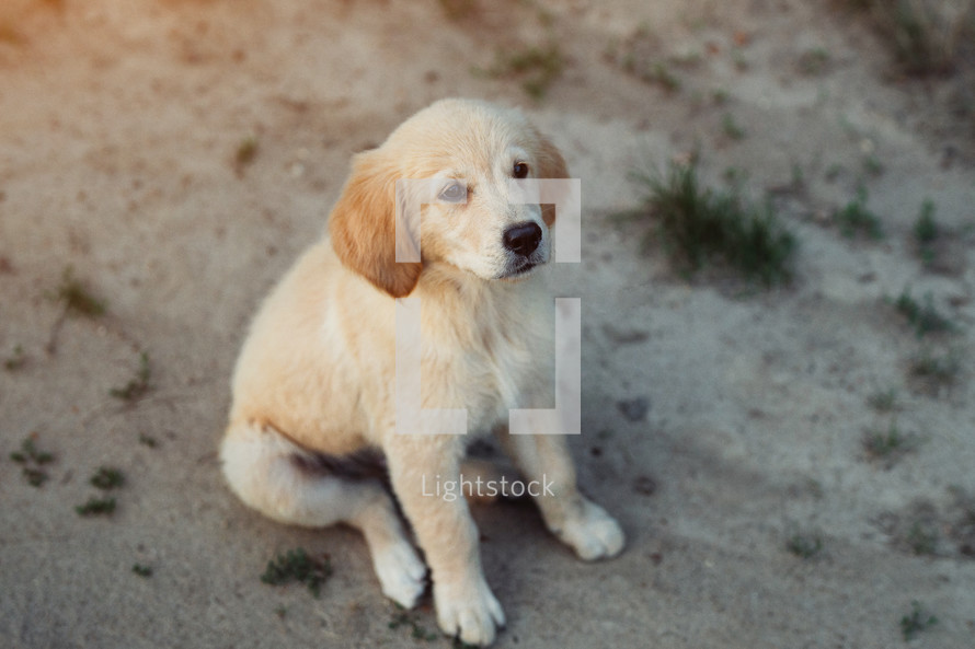 Sweet golden retriever puppy sitting on sandy road.Happy doggy, playful activity. Pedigreed tiny pup. Authentic high quality photo