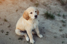 Sweet golden retriever puppy sitting on sandy road.Happy doggy, playful activity. Pedigreed tiny pup. Authentic high quality photo