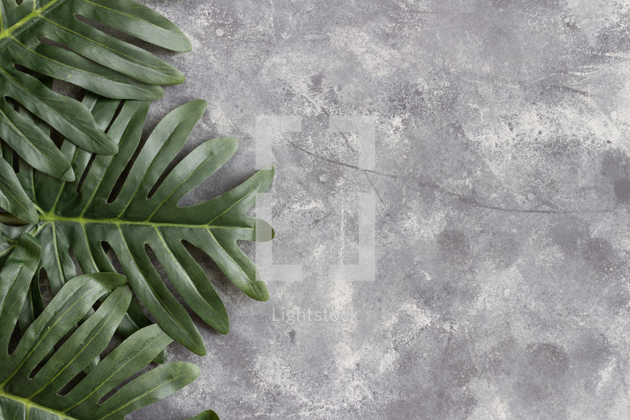 palm fronds on a gray background 