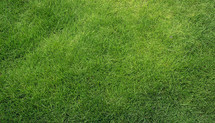 Grass Background 