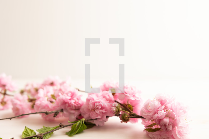 Branch with pink spring blossoms on a white background with copy space