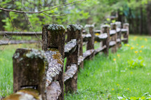 moss and lichen on a fence in Mount Mitchell 