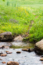 yellow flowers beside a stream in Mount Mitchell, NC