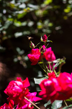 red roses in a garden 