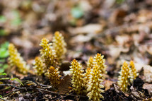unique plants on a forest floor 