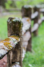 lichen and moss on a fence 