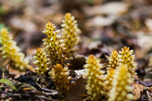 unique plants on a forest floor 