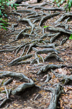 tree roots on the ground 