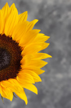 sunflower agains a gray background 