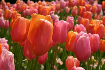 Close up of a tulips in a garden.