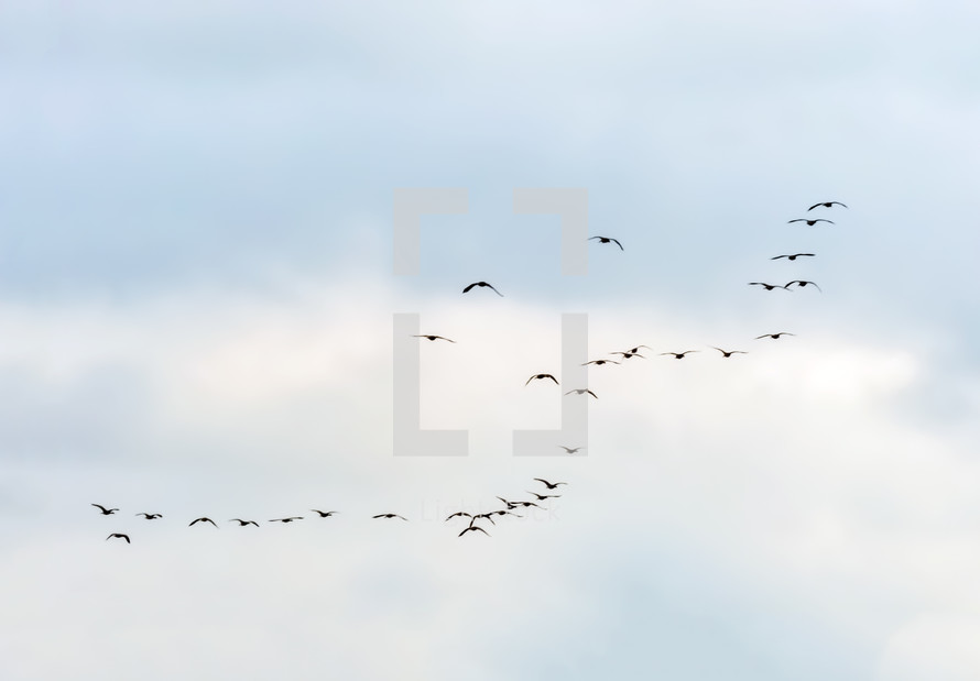 migrating flock of geese 