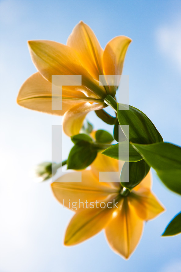 View below two yellow lily flowers with blue sky background