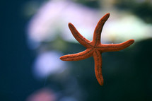 starfish on glass 