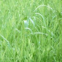 wet grass in a lawn or meadow with shallow depth of field