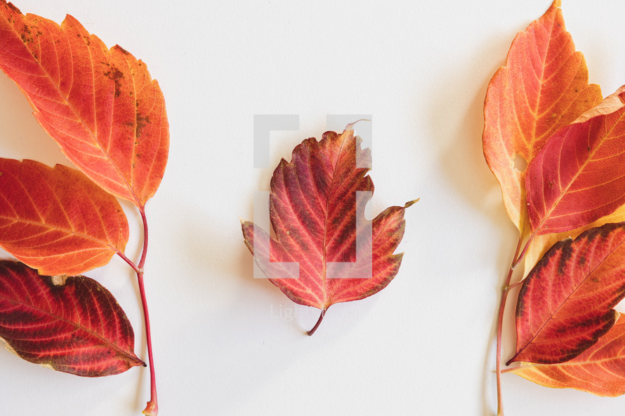 Red fall leaves on white background