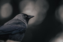 Jackdaw bird, black corvid crow portrait photo