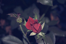 red rose bud on a rose bush 