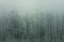 a layered and textured photo of frosty winter trees toned in greens