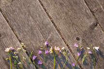purple flowers on wood boards 