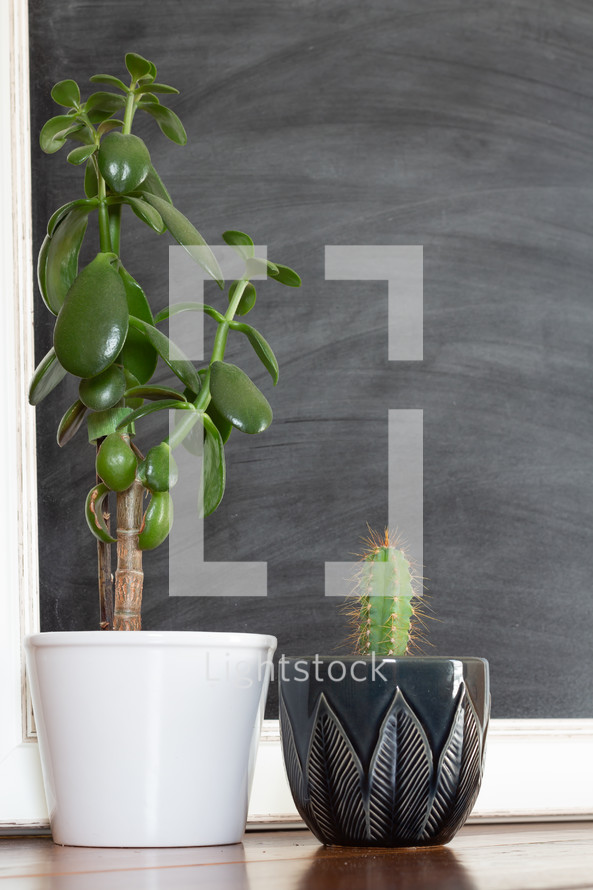 potted plants and chalkboard 