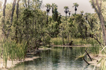 jungle and palm trees around a lake 