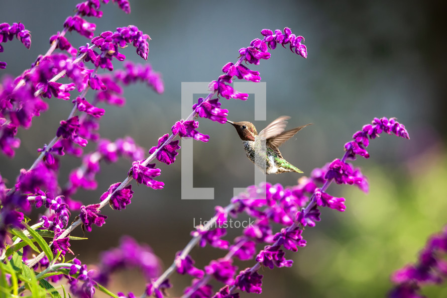 hummingbird having a snack 