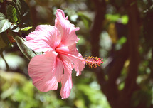 pink hibiscus flower 