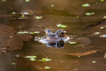 Common Frog Looking Up Out of a Pond, County Wicklow, Ireland