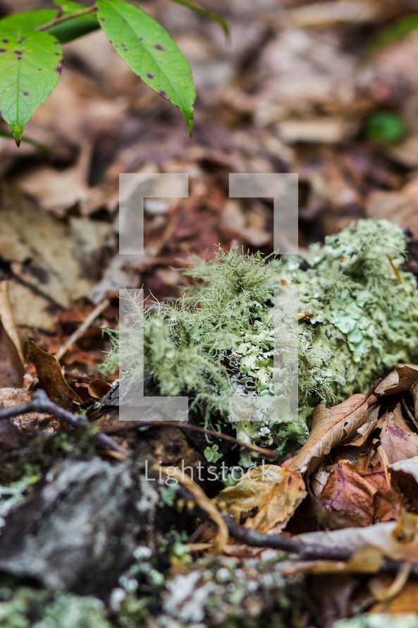 green lichen on a stick 