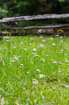 white daisies in a meadow 