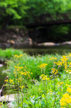 yellow flowers beside a river in Mount Mitchell 