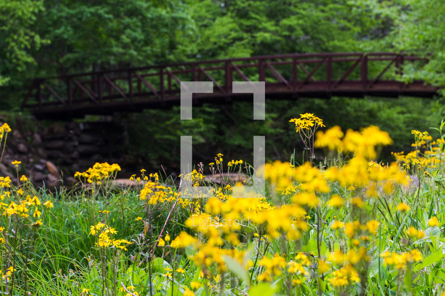 bridge of a river and yellow wildflowers 