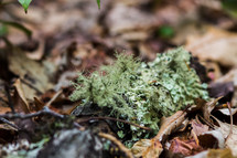 green lichen on a stick, 