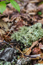 green lichen on a stick 