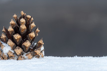 single pine cone in the snow 