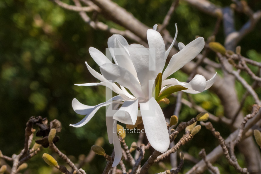 white spring bloom on a tree