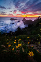 Sunset and daisies along a shore 