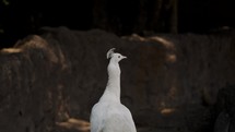 Portrait Of A White Peacock On Its Natural Habitat. Selective Focus Shot	