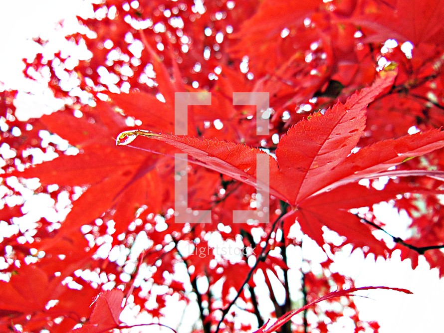 red Japanese maple leaves 