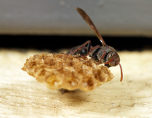 A wasp on its nest.
