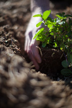 hand planting seedling in soil 