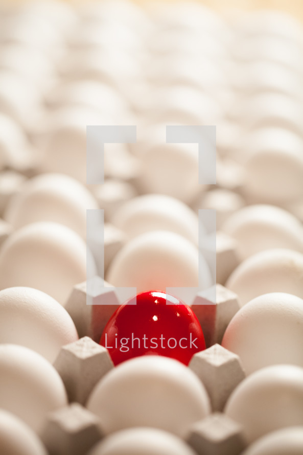 Cartons of white eggs with one red egg.