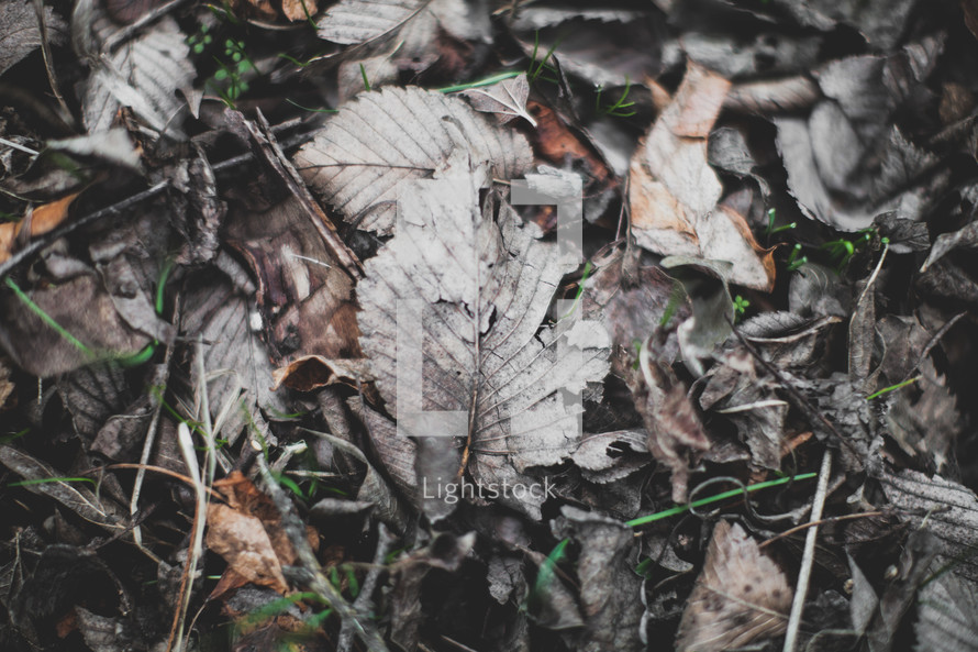 dried dead leaves 