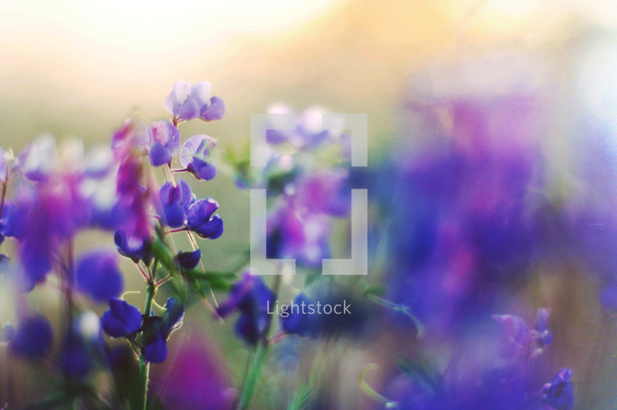 purple wildflowers 