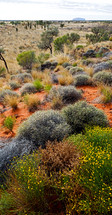 Outback desert plants 