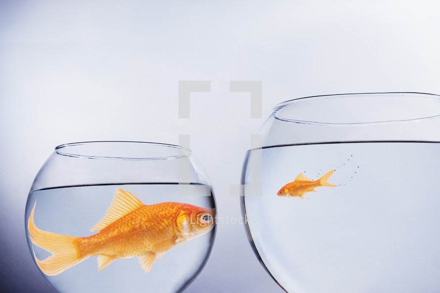 Large and small goldfish, in contrasting size bowls, face to face themes of scale contrasts overgrown
