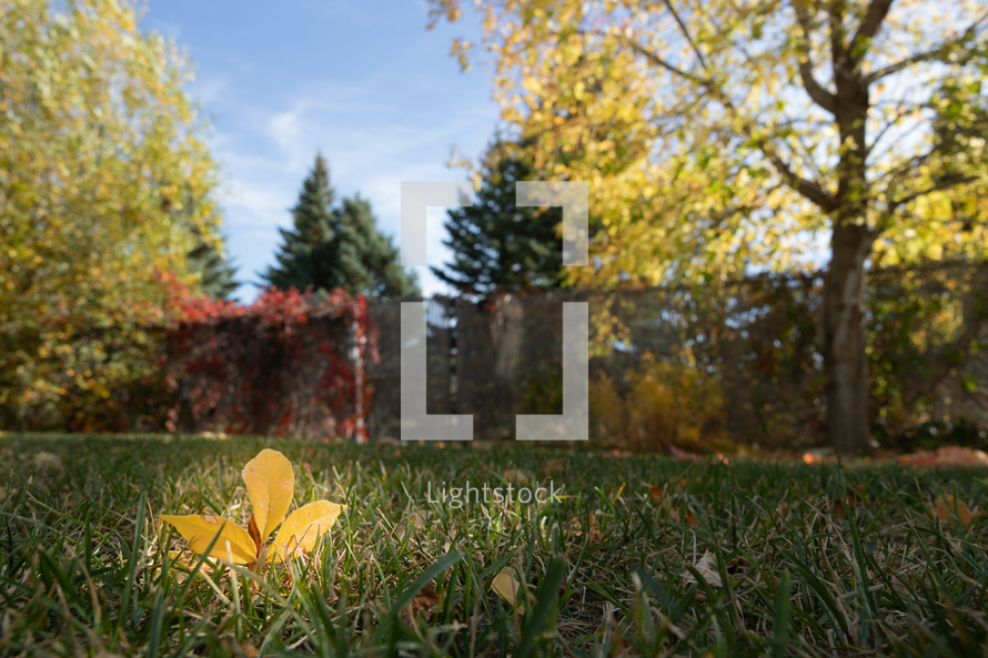 yellow fall leaf in grass