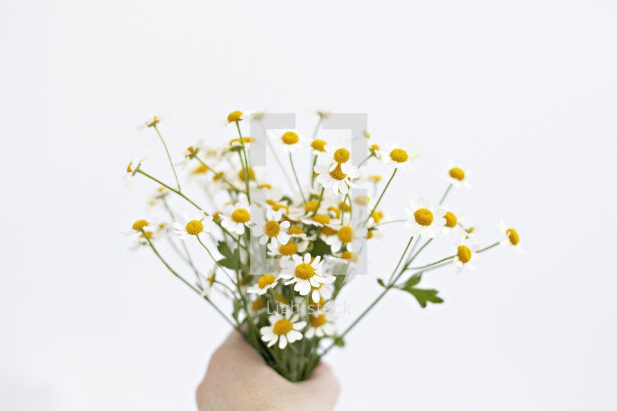hand holding white daisies 
