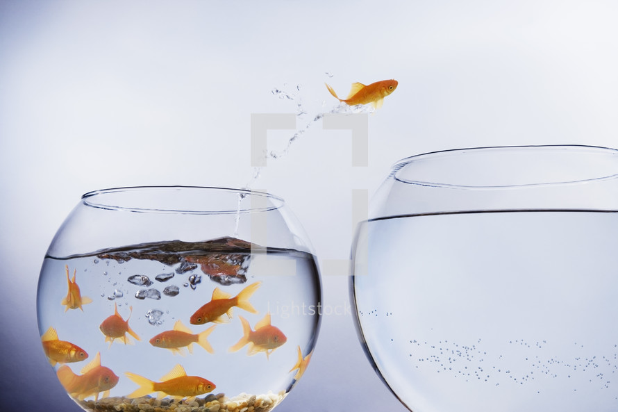 A Goldfish jumping out of a small crowded bowl into a larger empty bowl
