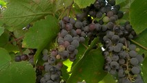 Close-up of Grapes and wines